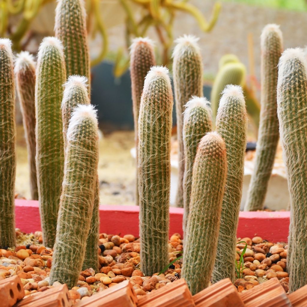 Espostoa churinensis
