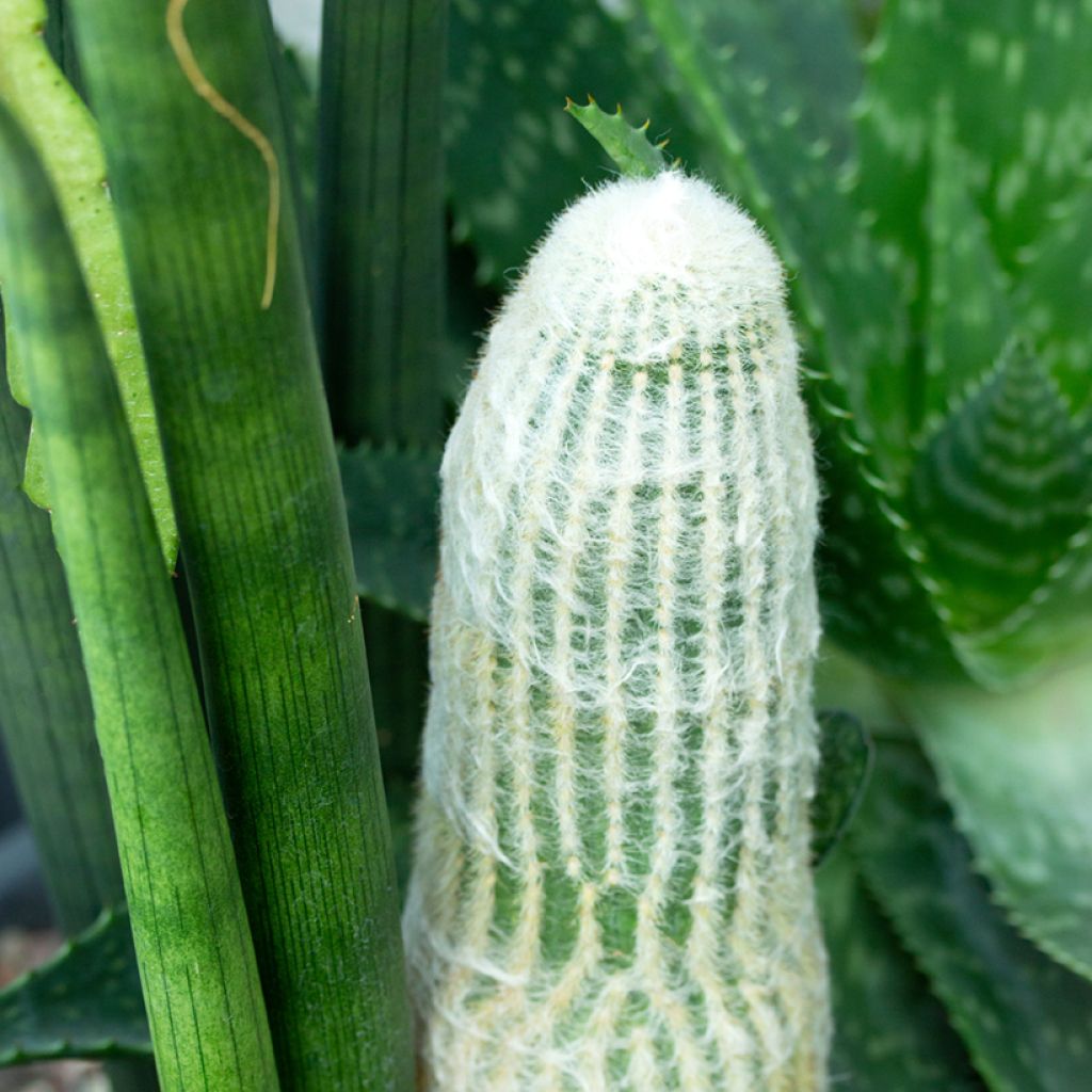 Villakaktus - Espostoa lanata