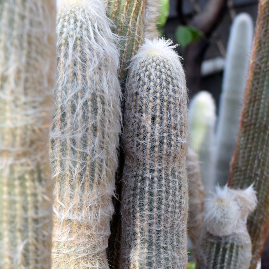 Villakaktus - Espostoa lanata