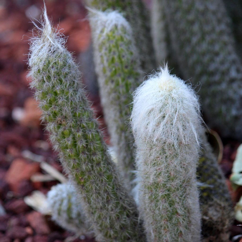 Villakaktus - Espostoa lanata