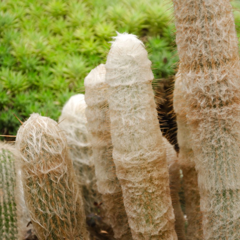 Villakaktus - Espostoa lanata