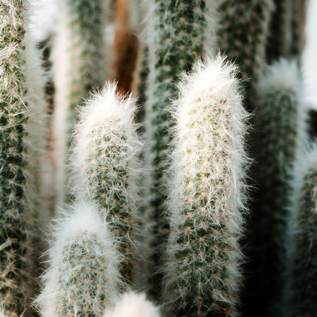 Villakaktus - Espostoa lanata