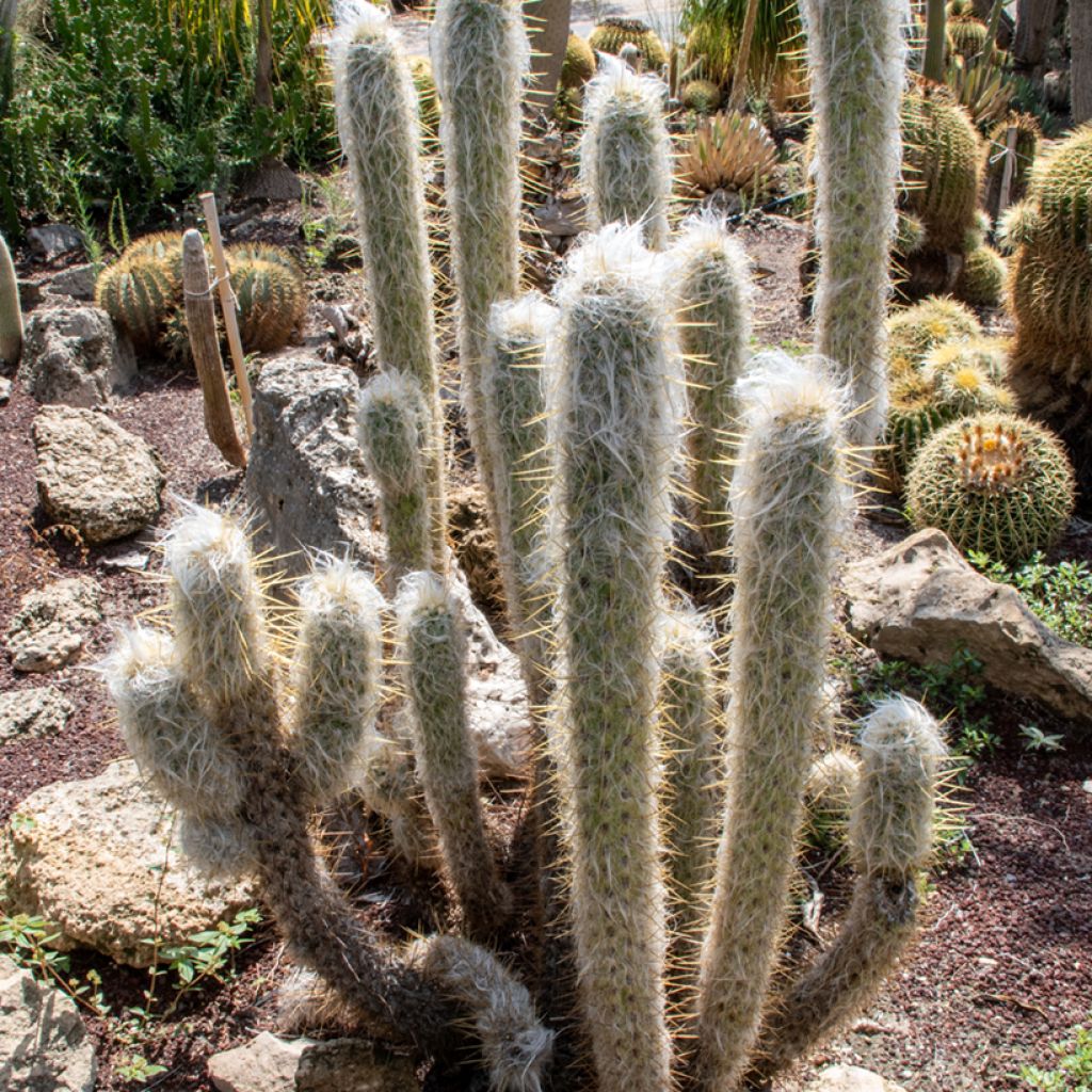 Villakaktus - Espostoa lanata