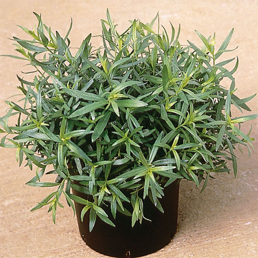 Rakuuna taimena - Artemisia dracunculus