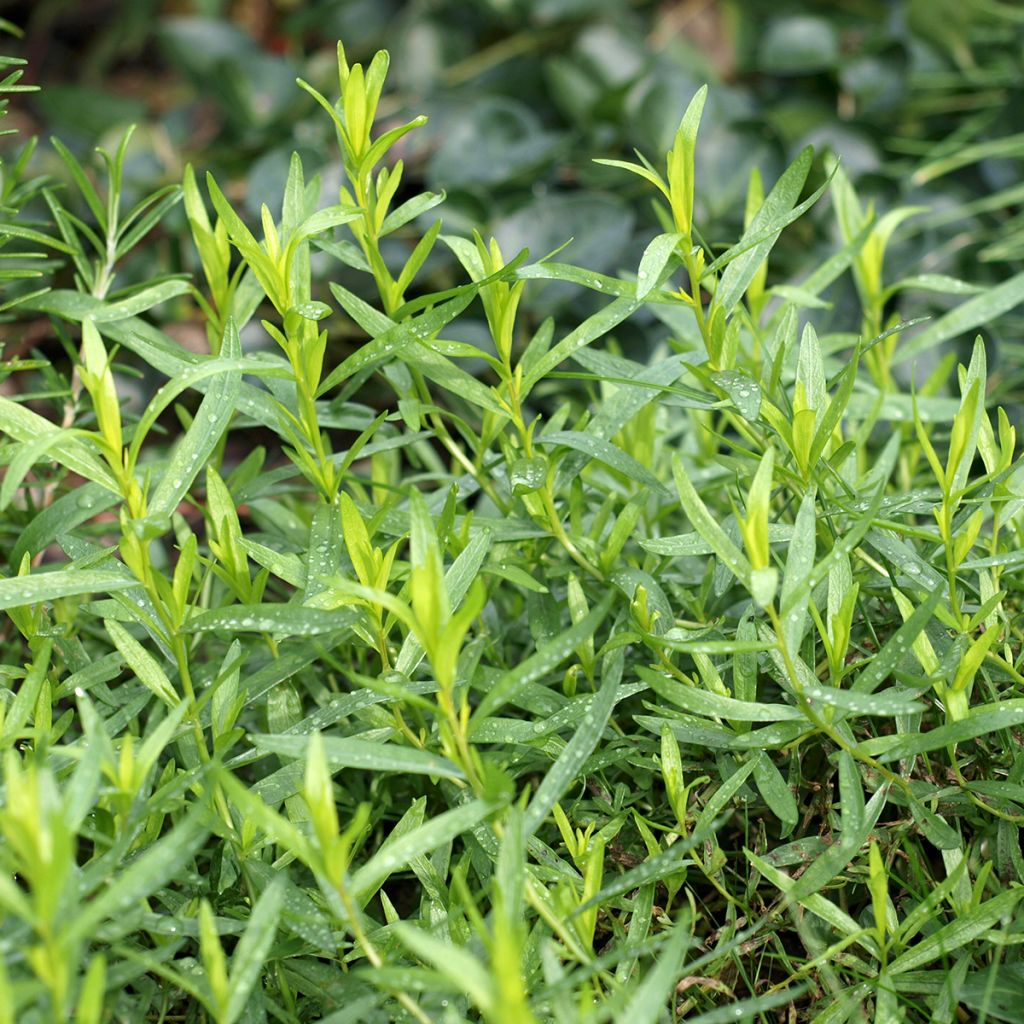 Venäjänrakuuna - Artemisia dracunculoïdes