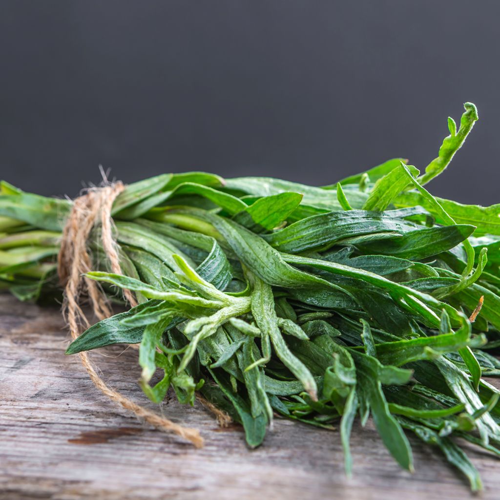Venäjänrakuuna - Artemisia dracunculoïdes