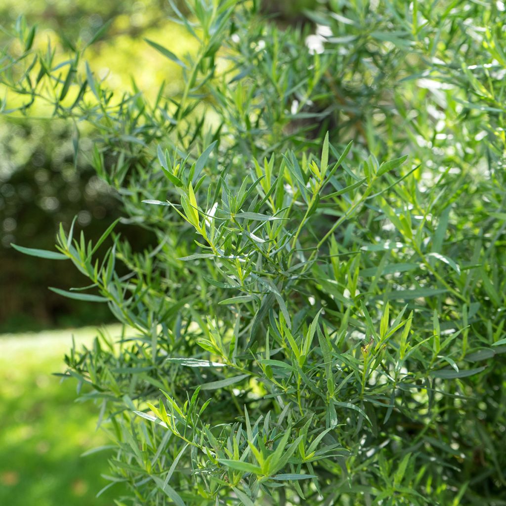 Venäjänrakuuna - Artemisia dracunculoïdes