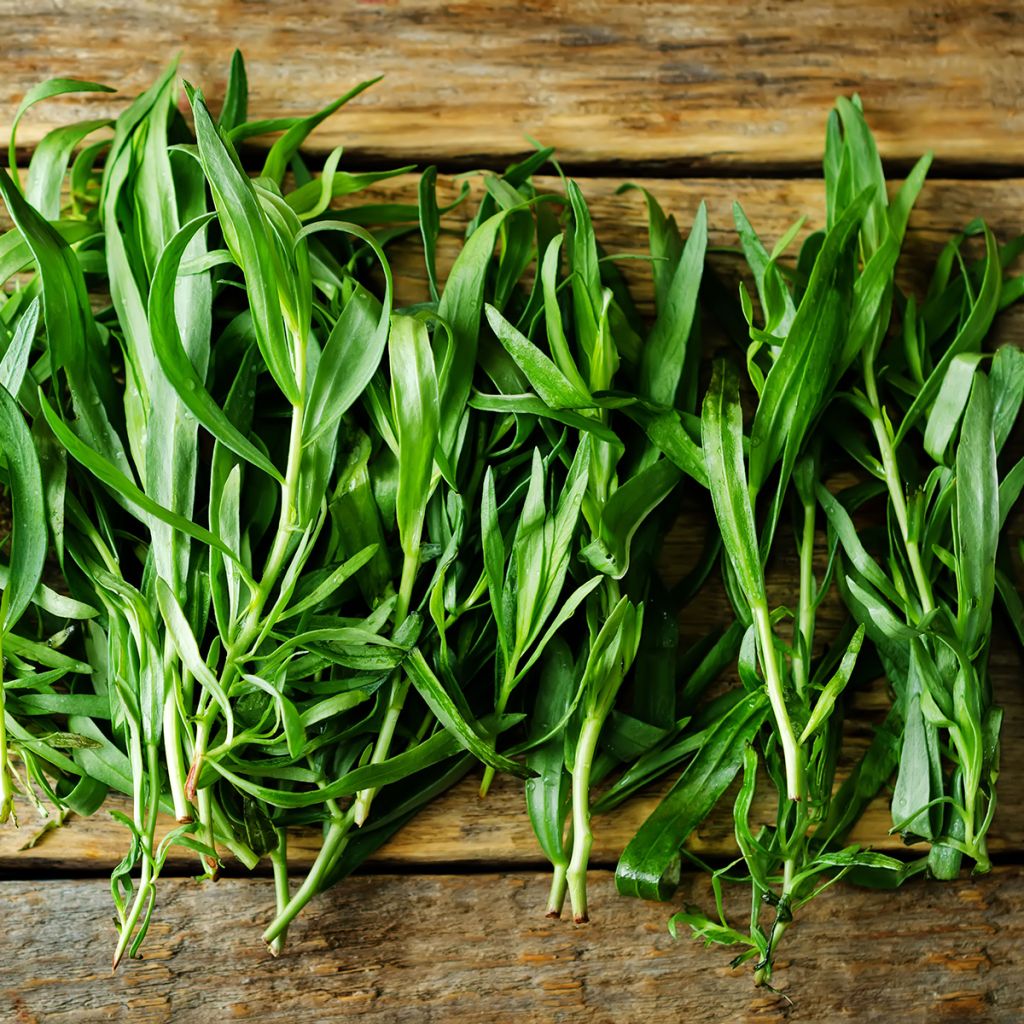 Venäjänrakuuna - Artemisia dracunculoïdes