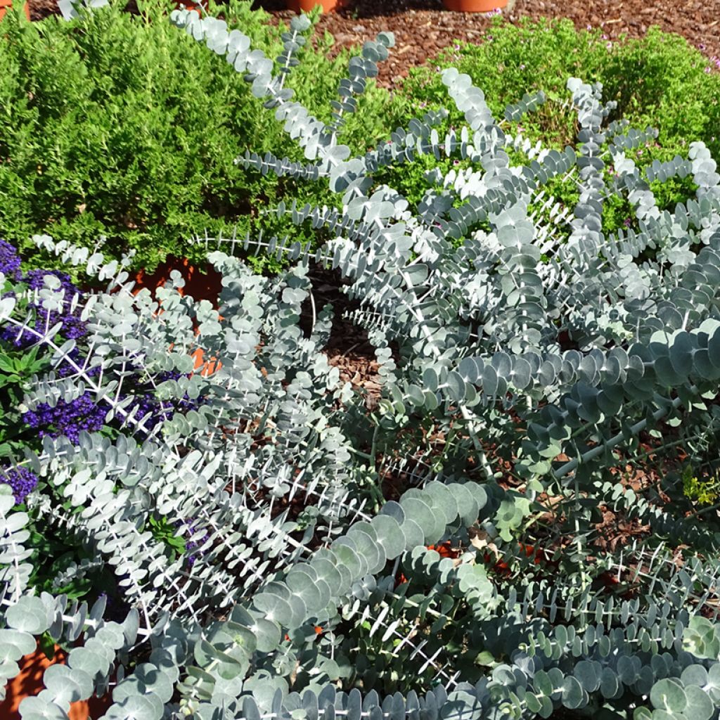 Eukalyptus Baby Blue