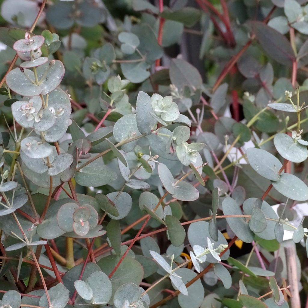 Eukalyptus Baby Blue