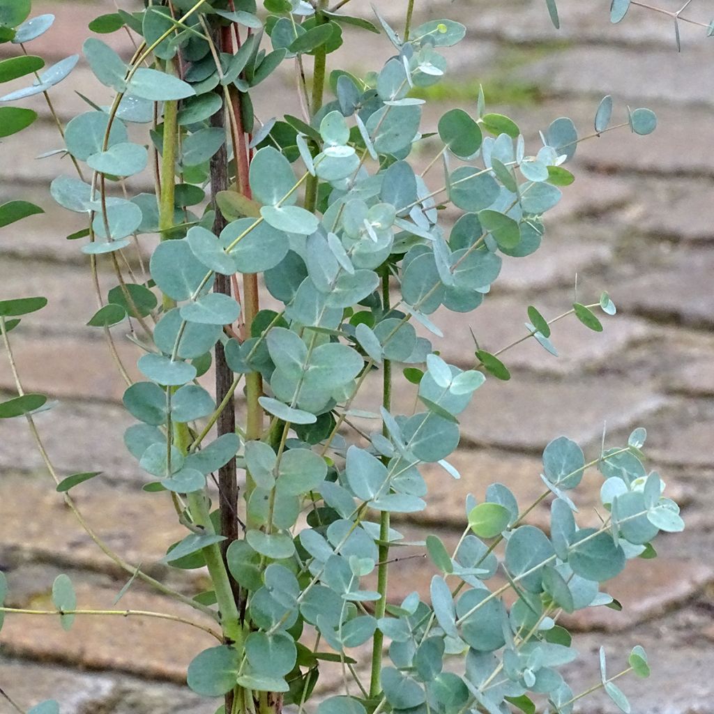 Eukalyptus Baby Blue