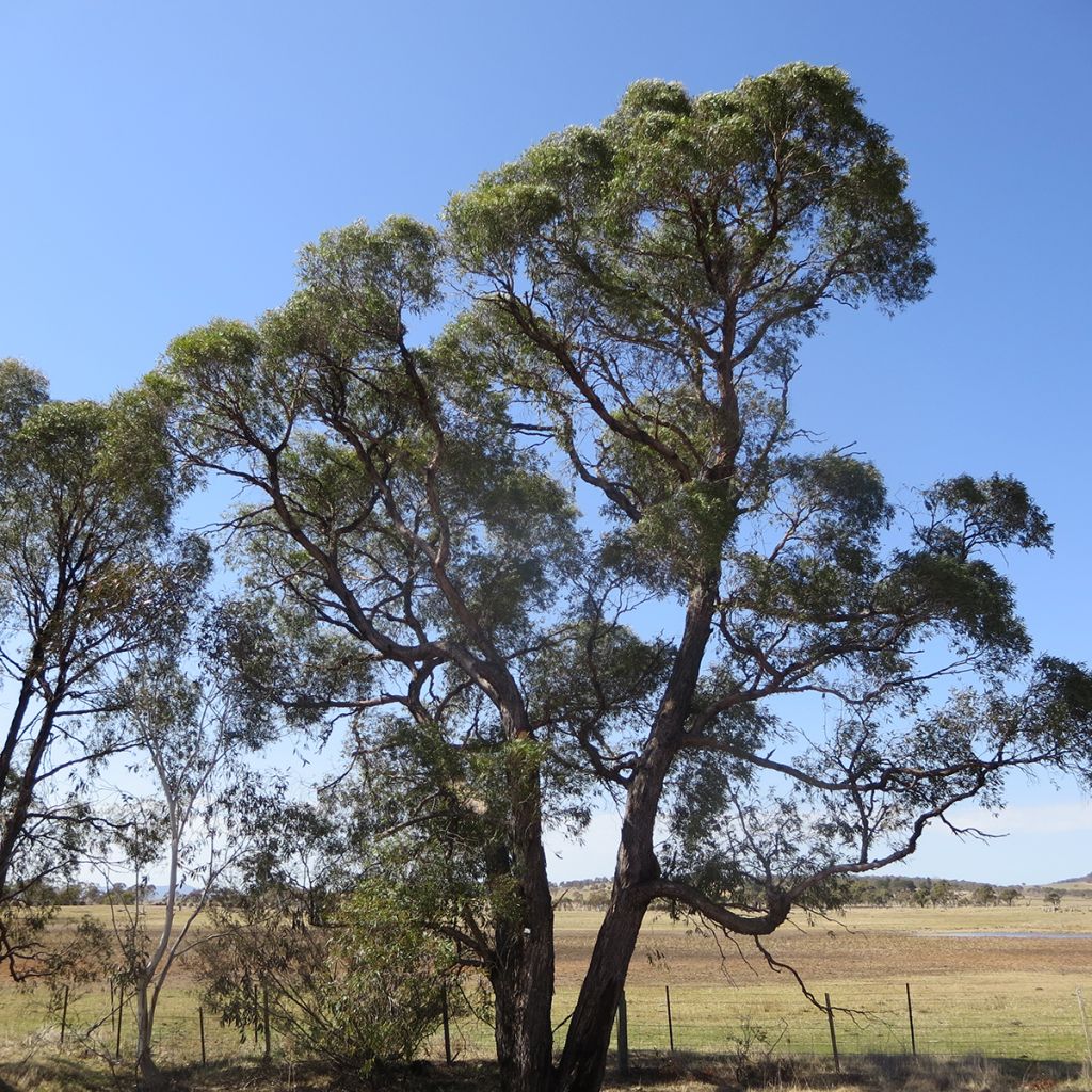 Hopeaeukalyptus - Eucalyptus aggregata