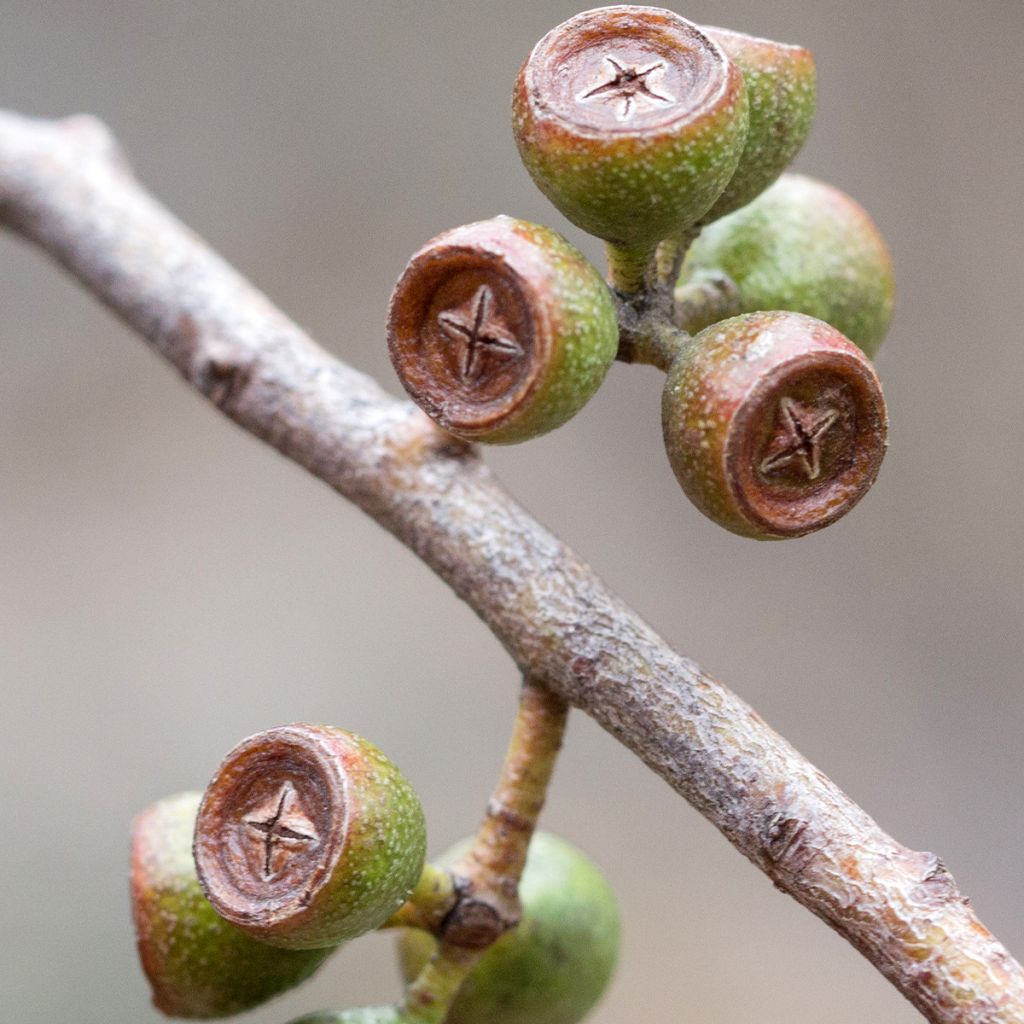 Hopeaeukalyptus - Eucalyptus amygdalina