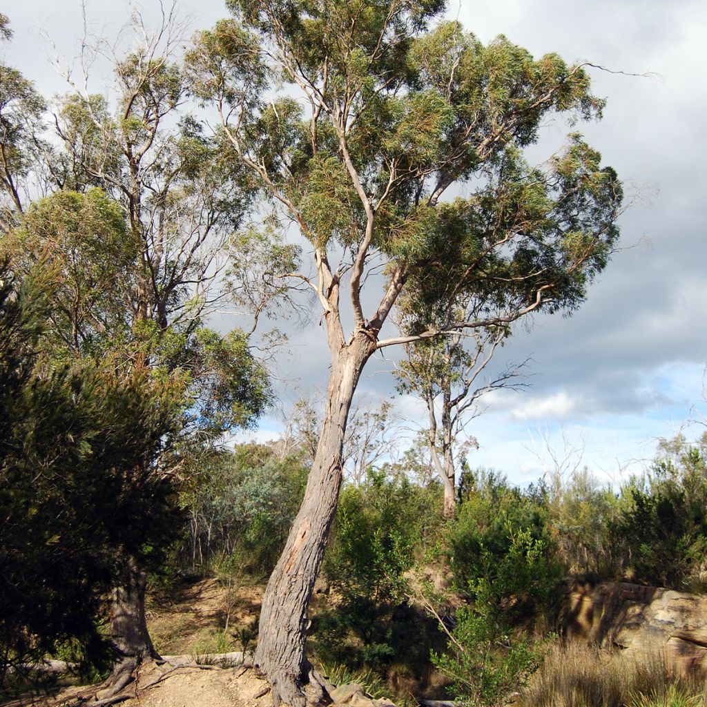 Hopeaeukalyptus - Eucalyptus amygdalina