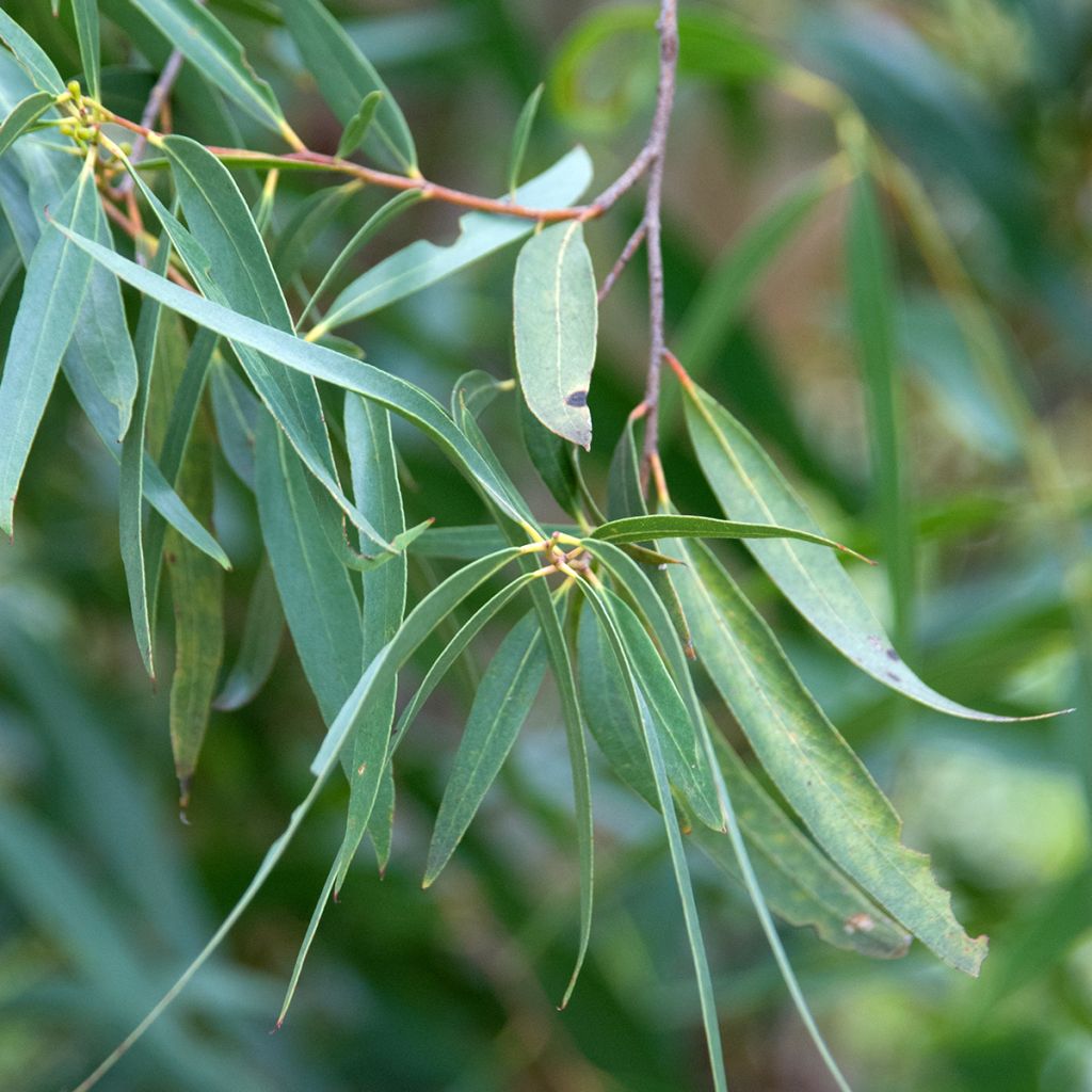 Hopeaeukalyptus - Eucalyptus approximans