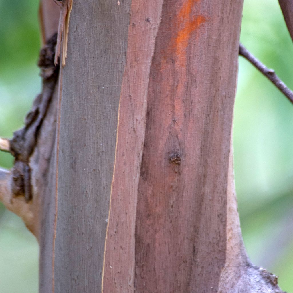Hopeaeukalyptus - Eucalyptus approximans