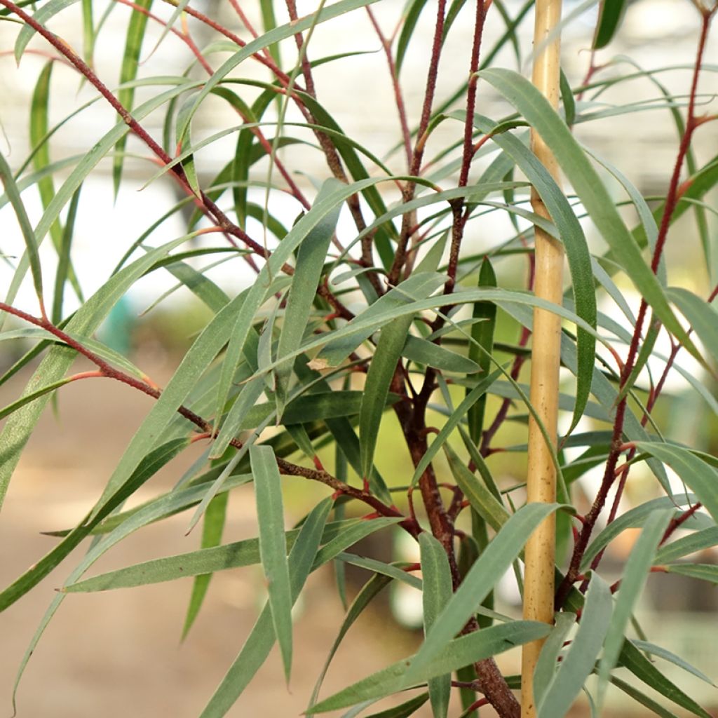 Hopeaeukalyptus - Eucalyptus approximans