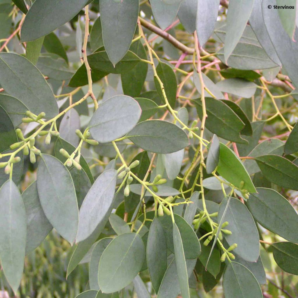 Hopeaeukalyptus - Eucalyptus archeri