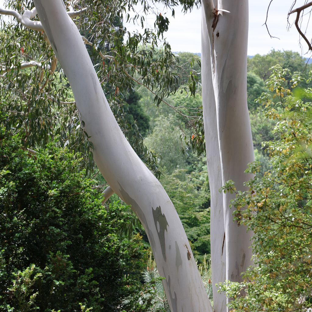 Hopeaeukalyptus - Eucalyptus archeri