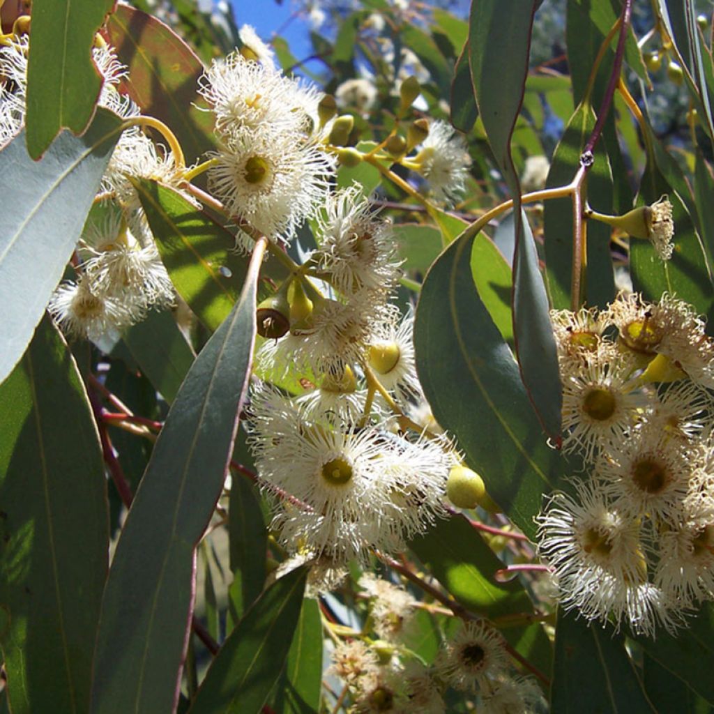 Hopeaeukalyptus - Eucalyptus boliviana