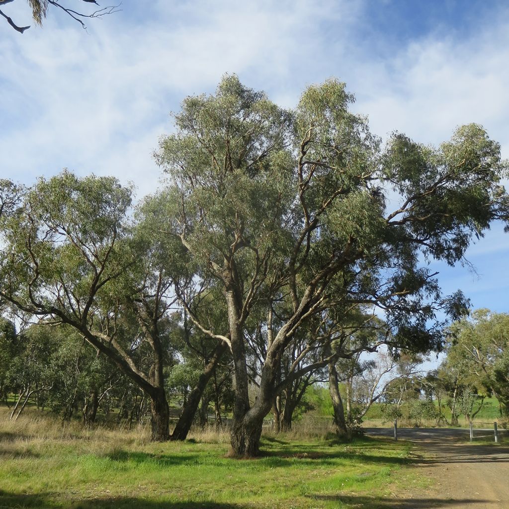 Hopeaeukalyptus - Eucalyptus bridgesiana