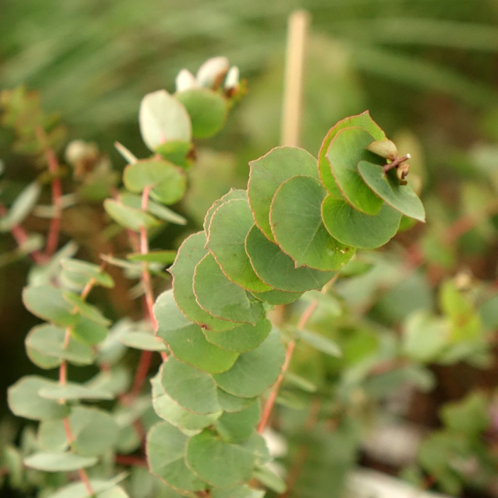 Hopeaeukalyptus - Eucalyptus bridgesiana