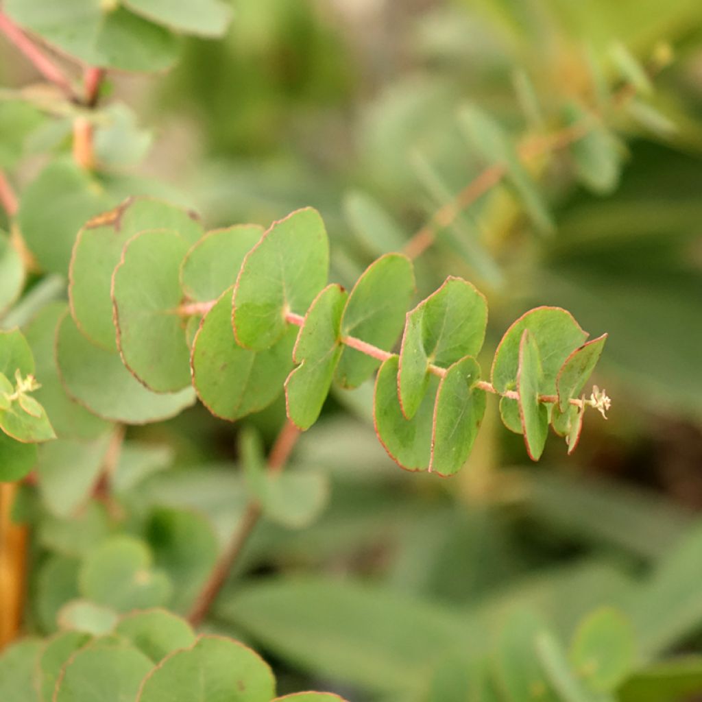 Hopeaeukalyptus - Eucalyptus bridgesiana