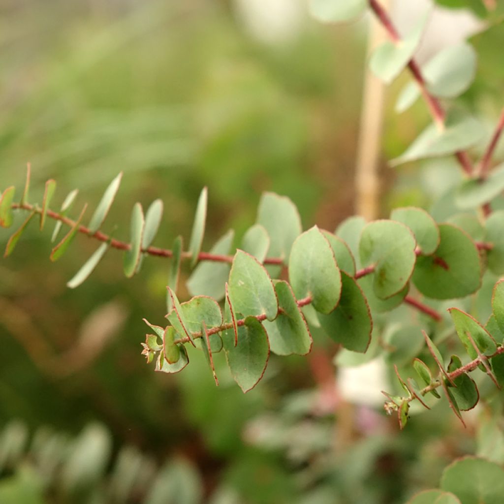 Hopeaeukalyptus - Eucalyptus bridgesiana