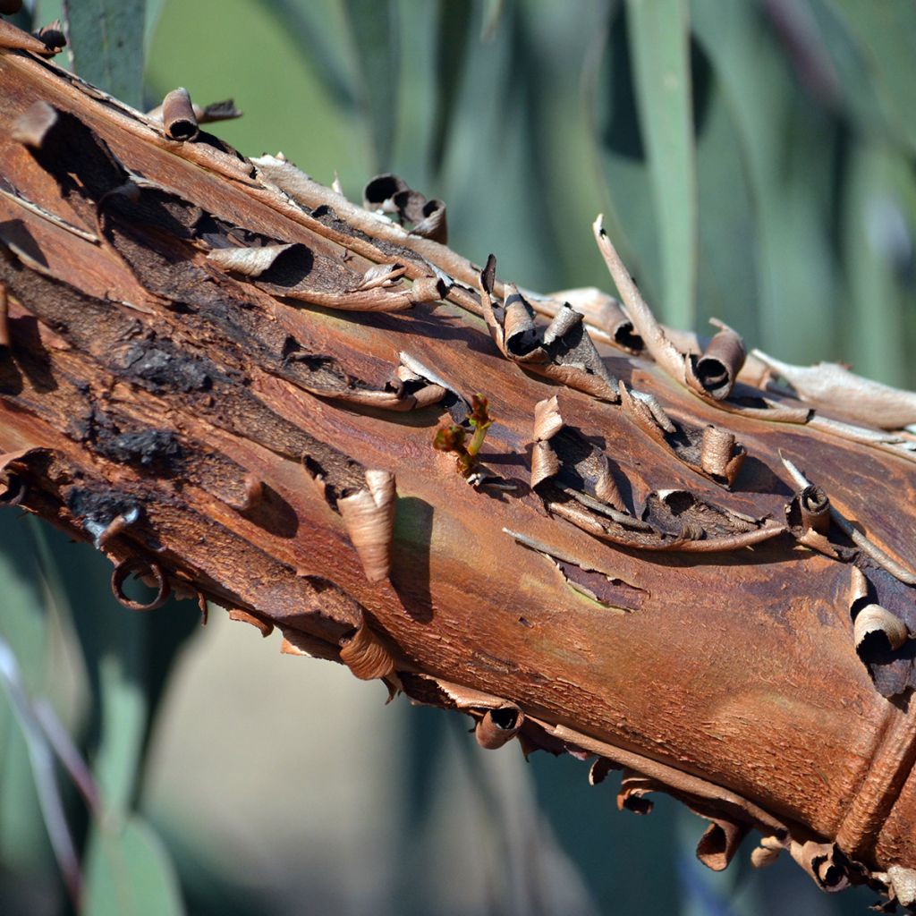 Hopeaeukalyptus - Eucalyptus caesia subsp magna