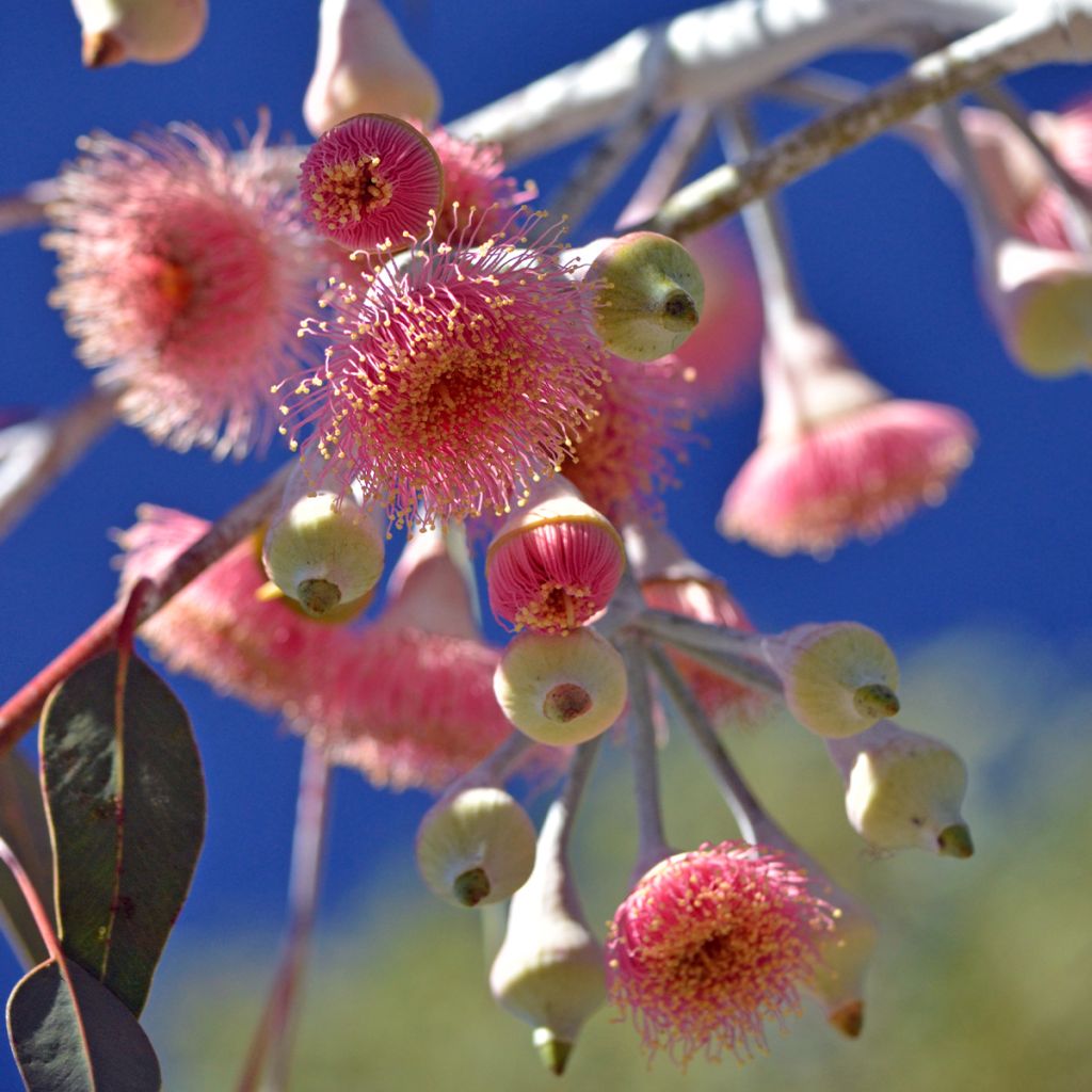 Hopeaeukalyptus - Eucalyptus caesia subsp magna