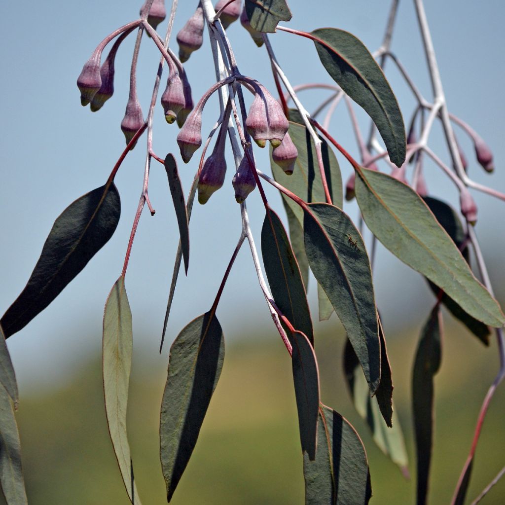 Hopeaeukalyptus - Eucalyptus caesia subsp magna