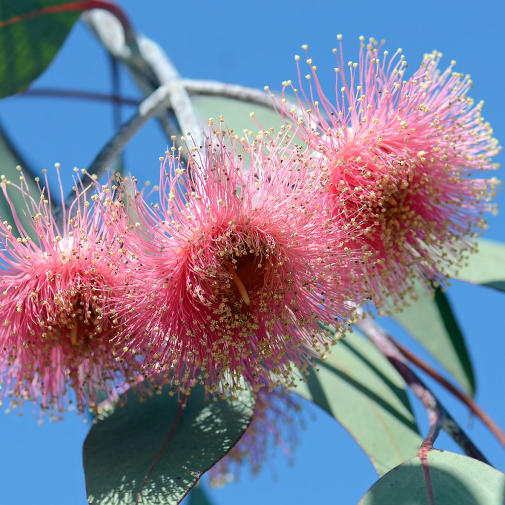 Hopeaeukalyptus - Eucalyptus caesia subsp magna