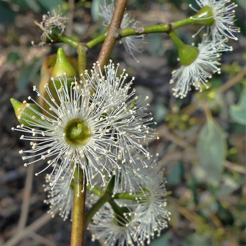 Hopeaeukalyptus - Eucalyptus camphora subsp humeana