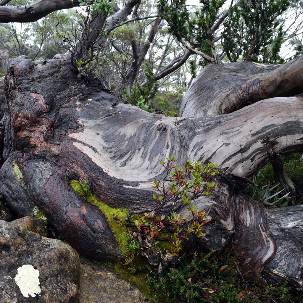 Hopeaeukalyptus Mt Field