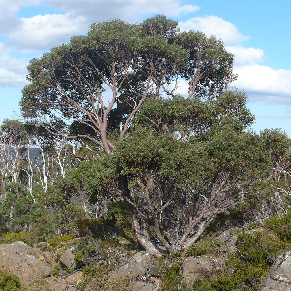 Hopeaeukalyptus Mt Field