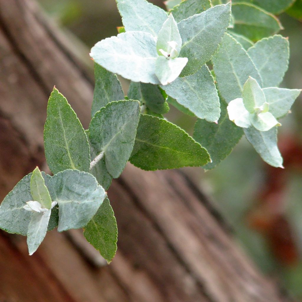 Hopeaeukalyptus - Eucalyptus crenulata