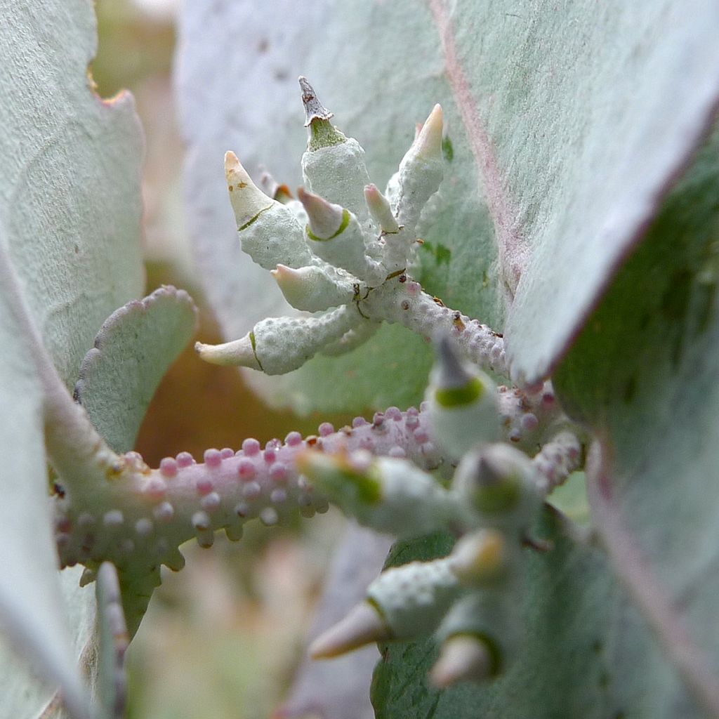 Hopeaeukalyptus - Eucalyptus crenulata