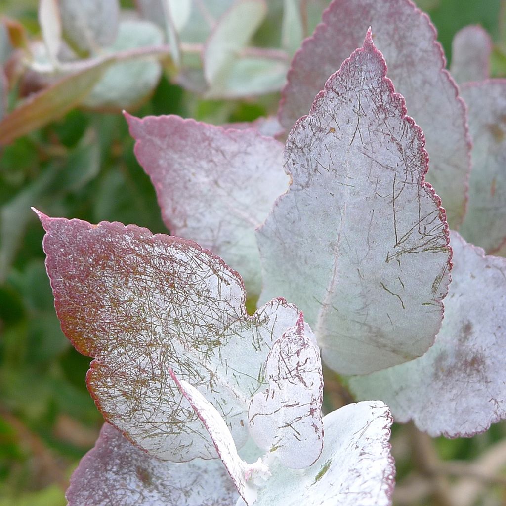 Hopeaeukalyptus - Eucalyptus crenulata