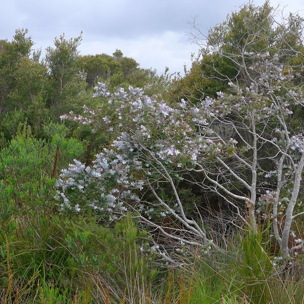 Hopeaeukalyptus - Eucalyptus crenulata