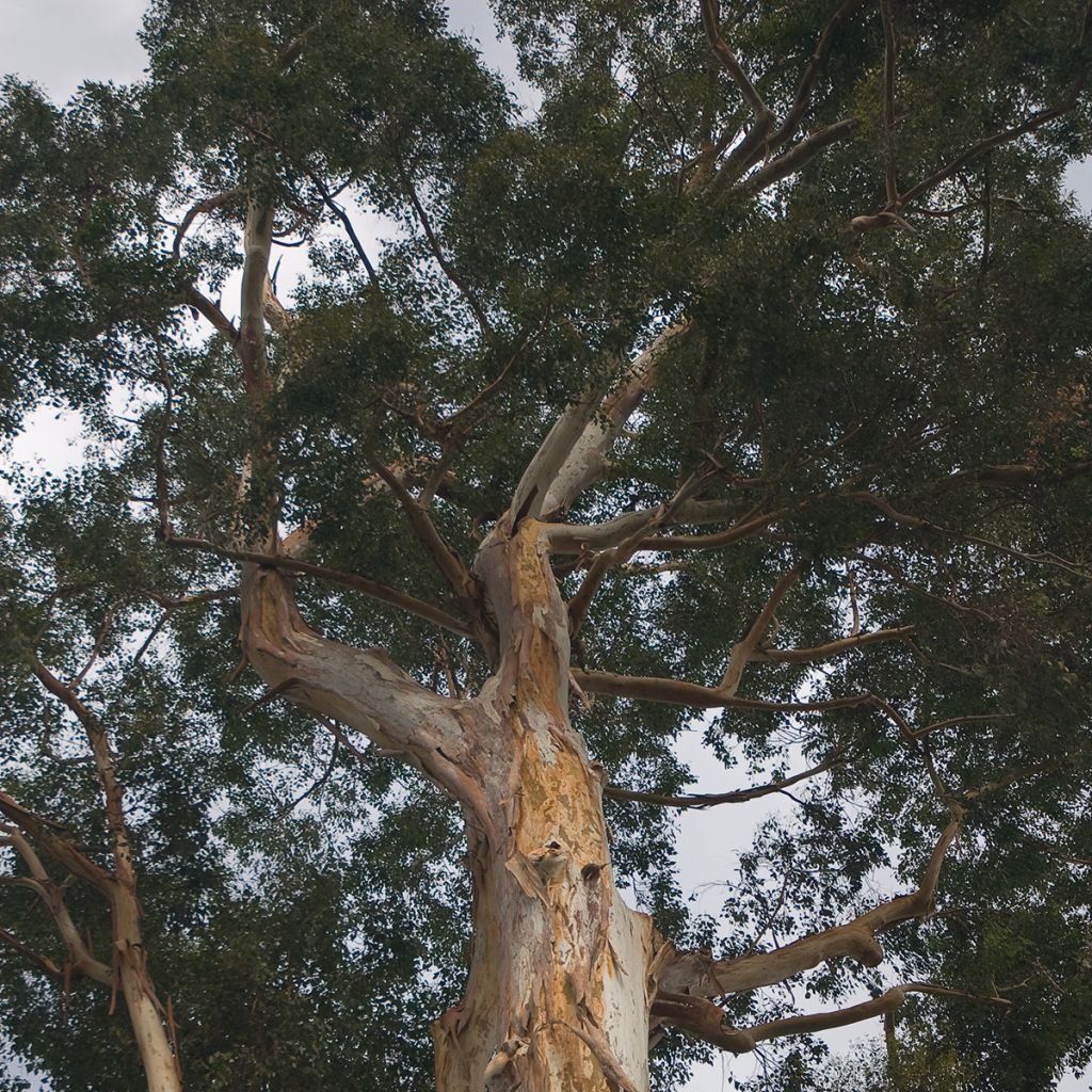 Hopeaeukalyptus - Eucalyptus deanei