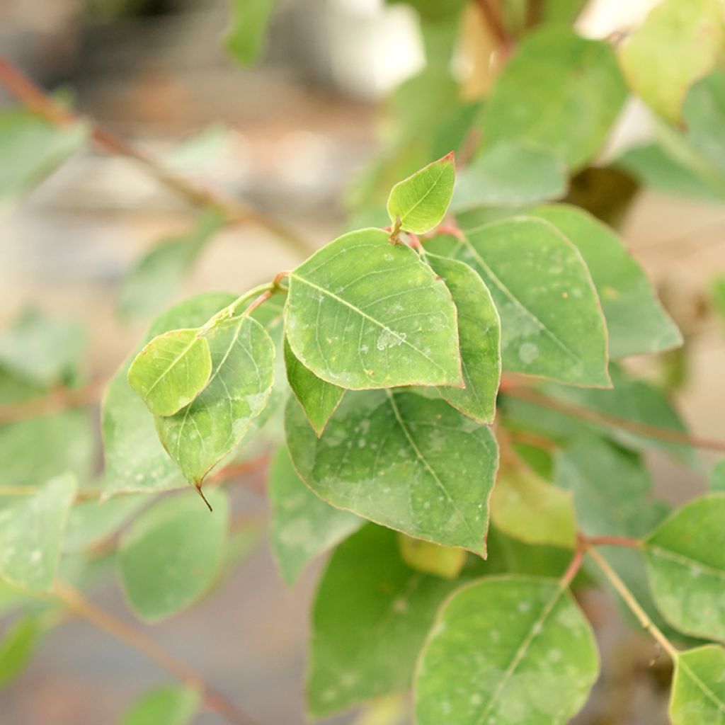 Hopeaeukalyptus - Eucalyptus deanei