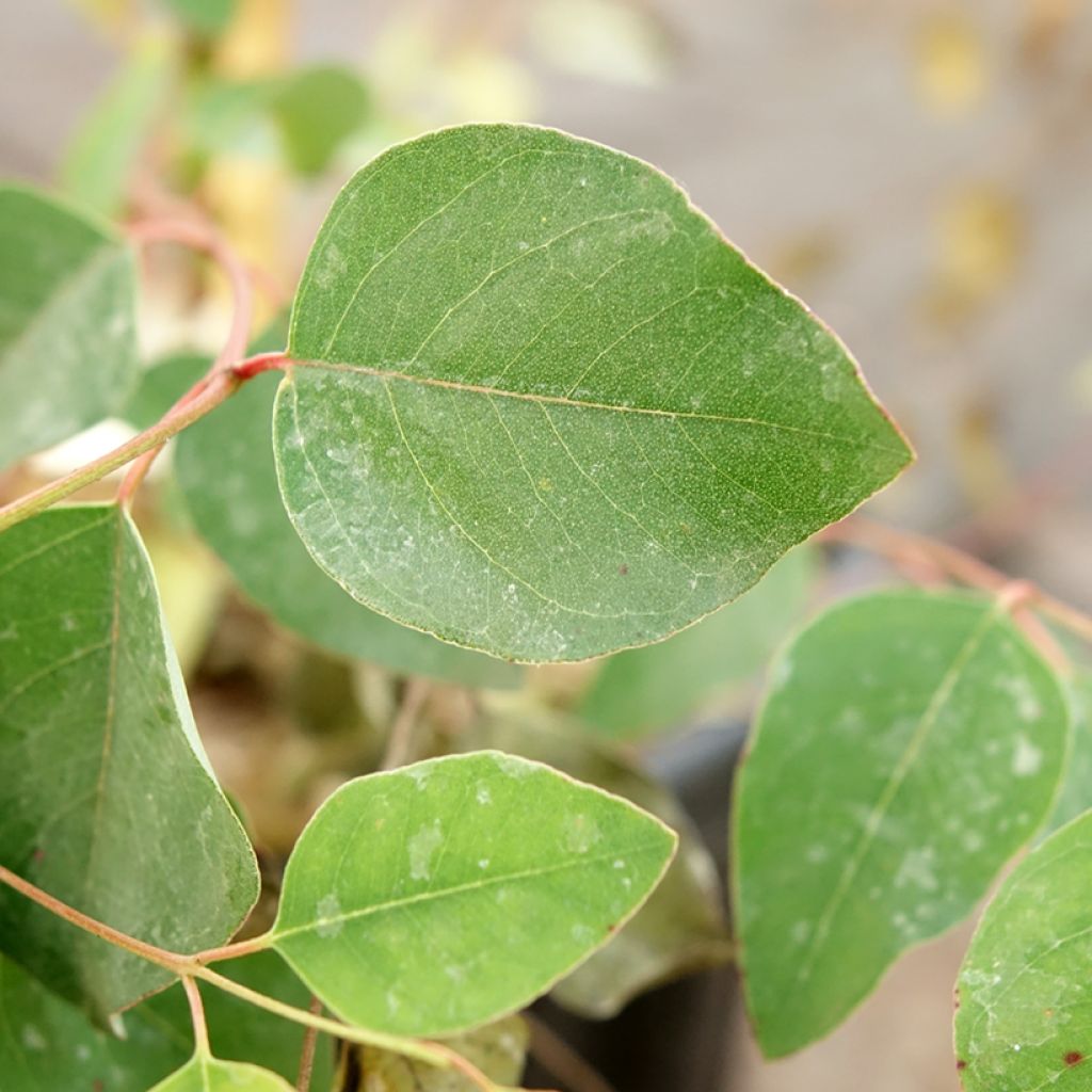 Hopeaeukalyptus - Eucalyptus deanei