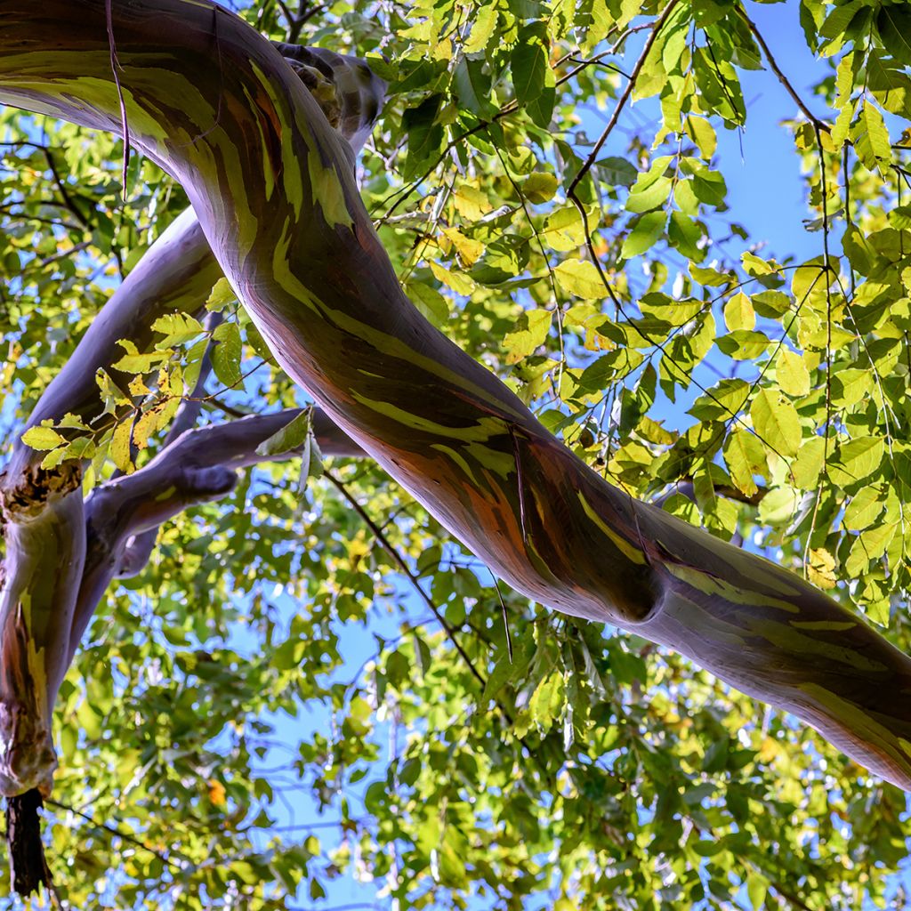 Hopeaeukalyptus - Eucalyptus deglupta