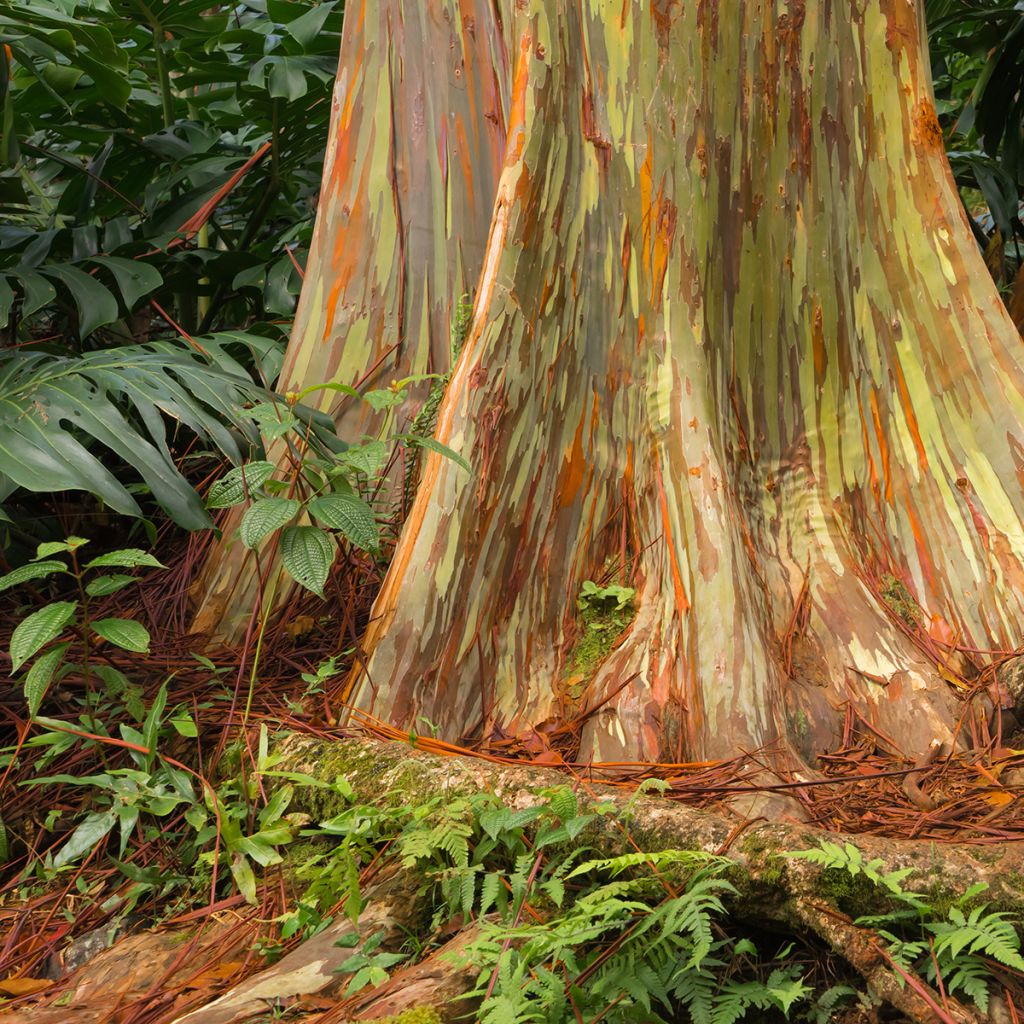 Hopeaeukalyptus - Eucalyptus deglupta