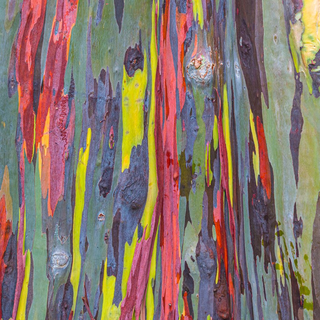 Hopeaeukalyptus - Eucalyptus deglupta