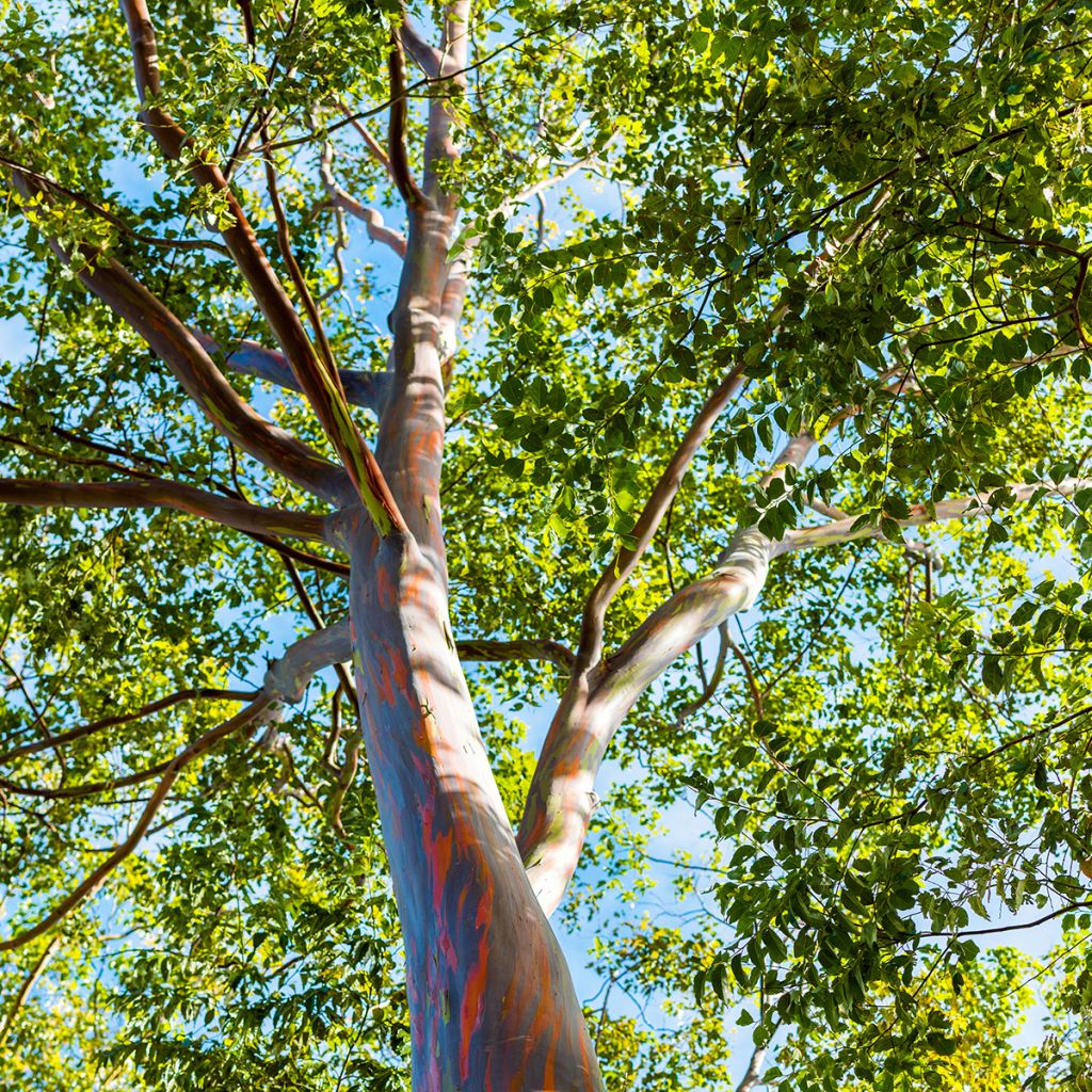 Hopeaeukalyptus - Eucalyptus deglupta