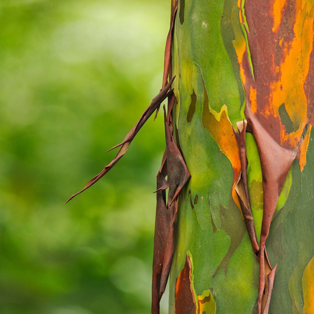 Hopeaeukalyptus - Eucalyptus deglupta