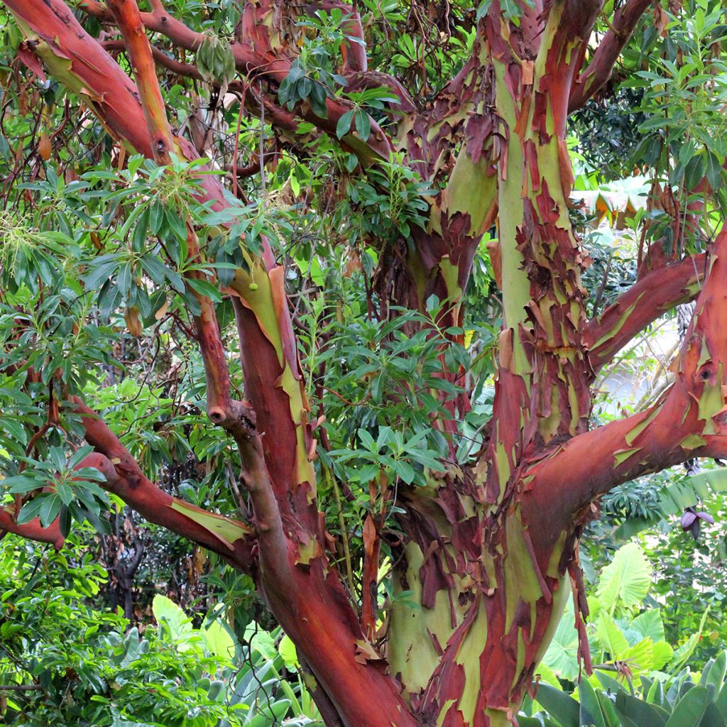 Hopeaeukalyptus - Eucalyptus deglupta