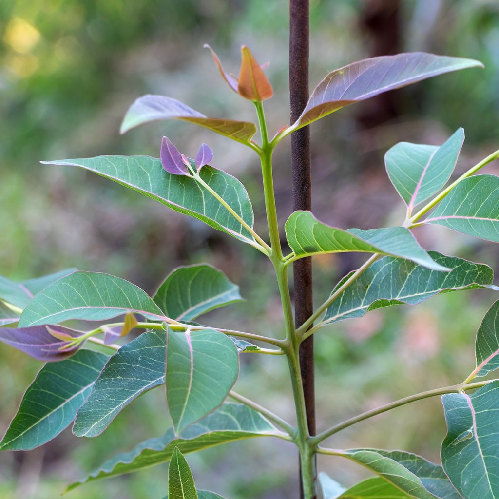 Hopeaeukalyptus - Eucalyptus deglupta