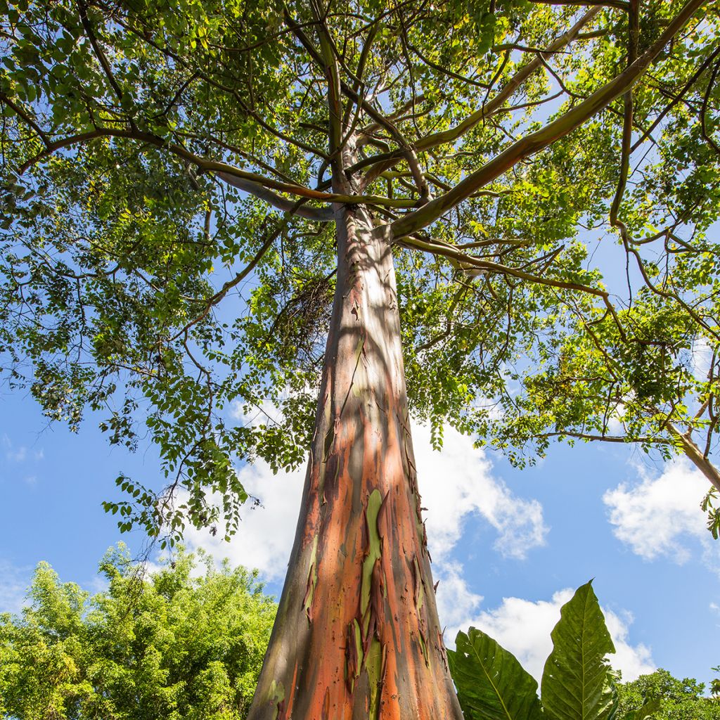 Hopeaeukalyptus - Eucalyptus deglupta